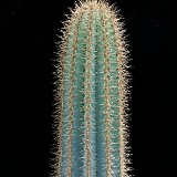 Pilosocereus glaucescens (only one plant ! exceptional. Ask for avaibility before ordering)